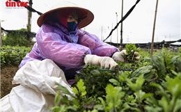Giá rét bao trùm, nông dân Hà Nội gồng mình chăm hoa Tết