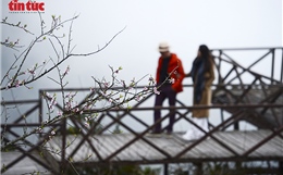 Hoa đào rừng khoe sắc tại Khu du lịch Cổng Trời Ô Quy Hồ