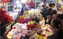 Chợ hoa Quảng An rực sáng suốt đêm cận Tết Bính Ngọ 2026