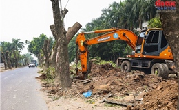 Di dời hàng xà cừ cổ thụ phục vụ mở rộng đường 70