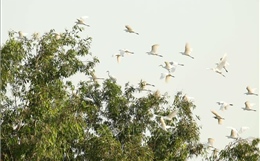 Đàn cò trắng vẽ bức tranh quê thanh bình