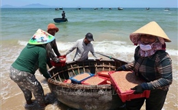 Trúng đậm ruốc biển, ngư dân thu nhập tiền triệu mỗi ngày