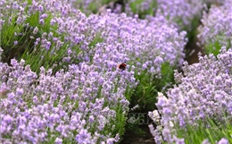 Mùa hoa oải hương (lavender) ở nước Anh