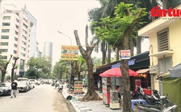 Loạt cây xanh ở Hà Nội bị cắt trơ trụi thành nơi treo biển quảng cáo