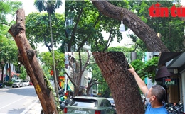 Hà Nội: Tình trạng cây xanh chết khô, ‘mòn mỏi’ chờ thay thế