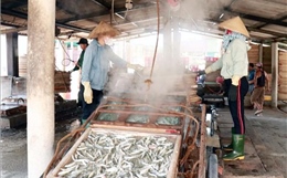 Nhộn nhịp hấp cá xuất khẩu ở Cửa Việt