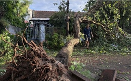 Bão số 13: Hàng loạt cây xanh ở Đắk Lắk ngã đổ sau bão