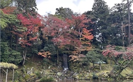 Kenrokuen, một trong những khu vườn đẹp nhất Nhật Bản vào mùa thu