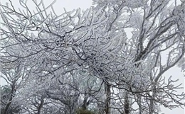 Băng giá phủ kín đỉnh Phia Oắc