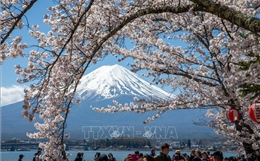 Nhật Bản: Hoa anh đào nở rộ tại núi Phú Sĩ