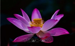 Vẻ đẹp thuần khiết của hoa sen ở vùng sông nước Cần Thơ