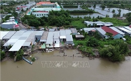 Cà Mau: Sạt lở diễn biến phức tạp ở bờ sông Gành Hào