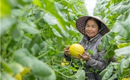 Nâng cao năng lực kinh doanh trực tuyến cho doanh nghiệp do phụ nữ làm chủ