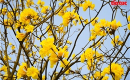 Chị em nô nức 'check-in' cùng sắc vàng hoa phong linh