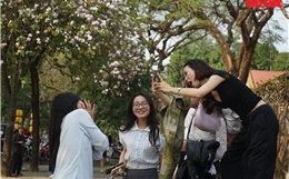 Hoa ban nở trắng phố phường, giới trẻ Hà Nội rộn ràng 'check-in'