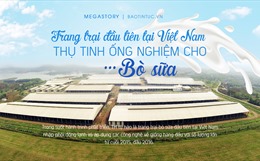 Trang trại đầu tiên tại Việt Nam thụ tinh ống nghiệm cho... bò sữa