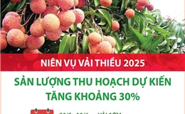 Niên vụ vải thiều 2025: Sản lượng thu hoạch dự kiến tăng khoảng 30%