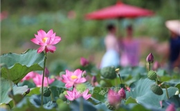 Vẻ đẹp đầm sen Trà Lý