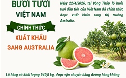 Bưởi tươi Việt Nam chính thức xuất khẩu sang Australia
