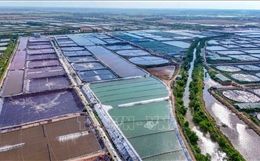 Vùng nuôi tôm siêu thâm canh 280 ha ở Cần Thơ