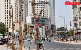Hà Nội: Hàng loạt cây nghi chết khô trên đường Huỳnh Thúc Kháng kéo dài