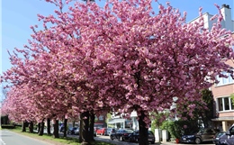 Ngắm hoa anh đào bừng nở ở Brussels (Bỉ)