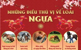 Những điều thú vị về loài ngựa