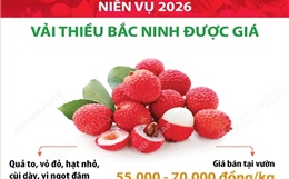 Niên vụ 2026: Vải thiều Bắc Ninh được giá