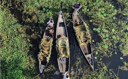 Mùa thu hoạch hoa súng ở Bangladesh