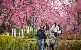 Trung Quốc: Hoa anh đào khoe sắc trong tiết xuân  