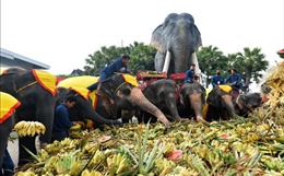 Voi &#39;thưởng thức&#39; hoa quả trong Ngày Voi quốc gia ở Pattaya, Thái Lan