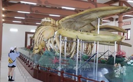 Chiêm ngưỡng hai bộ xương cá Voi lớn nhất Việt Nam ở đảo Lý Sơn
