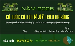 Năm 2025: Cả nước có hơn 14.97 triệu ha rừng