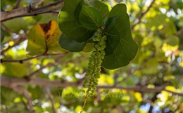 Vị ngọt 'nho biển' giữa Trường Sa