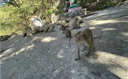 Người dân kiến nghị khoanh vùng sinh sống phù hợp cho khỉ hoang