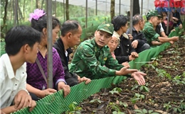 Đưa cây sâm Lai Châu lên núi đánh thức vùng đất biên thùy 