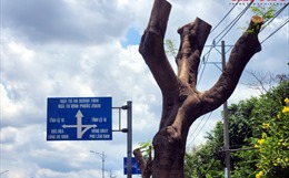  TP Hồ Chí Minh: Cắt ngọn cây xanh để đảm bảo an toàn lưới điện