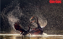 ‘Vũ điệu từ thiên nhiên’ lan tỏa tình yêu đa dạng sinh học Việt Nam