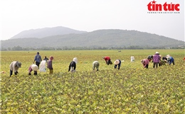 Nông dân vùng Bảy Núi tất bật thu hoạch đậu xanh những ngày giáp Tết