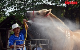 Nghề nuôi ngựa đua vang bóng một thời ở TP Hồ Chí Minh