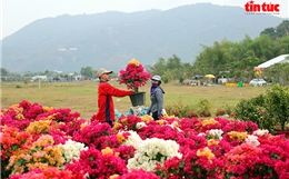 Nhộn nhịp chợ hoa Xuân vùng Bảy Núi An Giang những ngày cận Tết