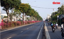 Hoa giấy phủ sắc rực rỡ trên nhiều tuyến đường cửa ngõ TP Hồ Chí Minh