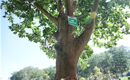 Chiêm ngưỡng 1.000 gốc trà cổ tại Lễ hội Trà quốc tế 2025