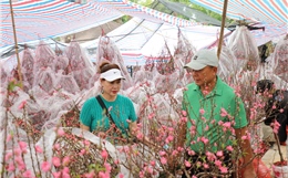 Hoa mai, hoa đào hút khách tại chợ hoa Tết TP Hồ Chí Minh