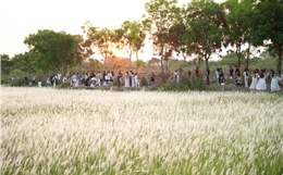 Đón hoàng hôn lãng mạn như phim trường trên cánh đồng cỏ lau ở ĐH Quốc gia TP Hồ Chí Minh