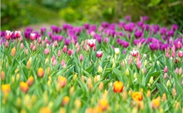 Lễ hội hoa tulip góp phần làm mới trải nghiệm du lịch tại núi Bà Đen