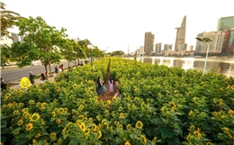 Cánh đồng hoa hướng dương khoe sắc rực rỡ bên bờ sông Sài Gòn