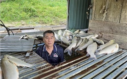 Hàng tấn cá nuôi lồng bè trên sông Lam chết trắng