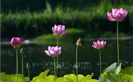 Mùa sen khoe sắc tại Trung Quốc
