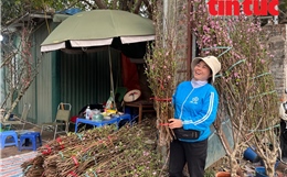 Thú chơi đào Tết sớm của người Hà Nội